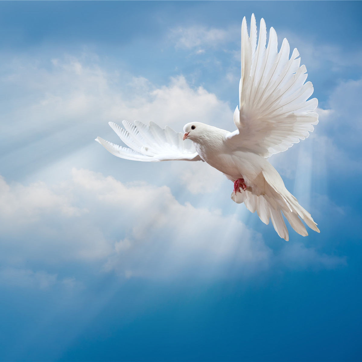 Dove in the air with wings wide open in-front of the sun